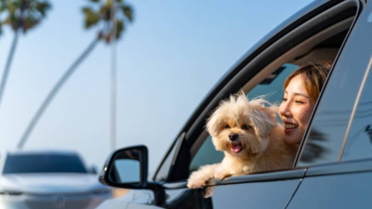carros mascotas