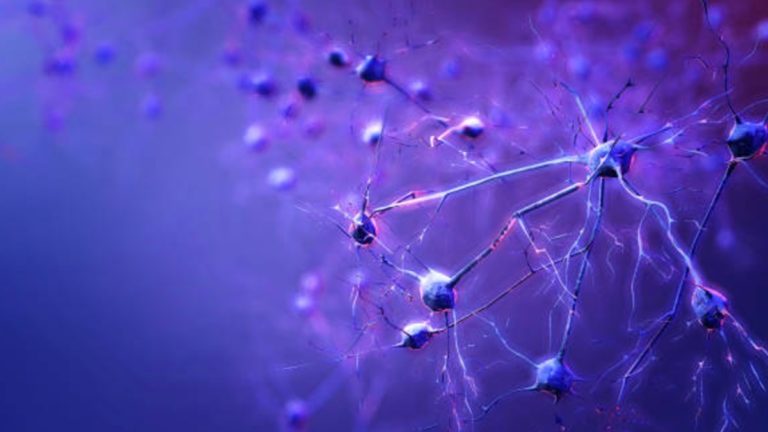 neuronas