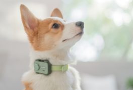 El PetPhone ha sido presentado como el smartphone para mascotas, con un precio desde los 80 dólares.