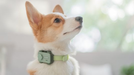 El PetPhone ha sido presentado como el smartphone para mascotas, con un precio desde los 80 dólares.