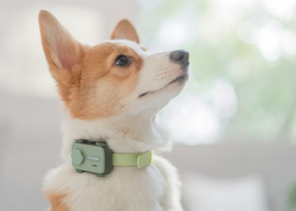 El PetPhone ha sido presentado como el smartphone para mascotas, con un precio desde los 80 dólares.