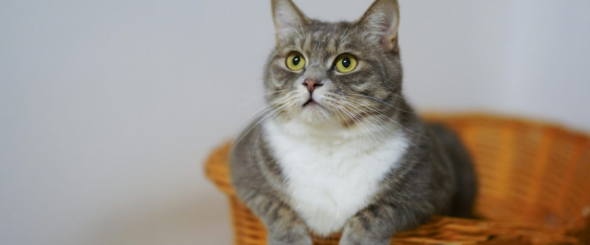Mucho ojo con las multas por mascotas: esto puede pasar si deja a su perro o gato en las zonas comunes.