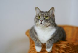 Mucho ojo con las multas por mascotas: esto puede pasar si deja a su perro o gato en las zonas comunes.