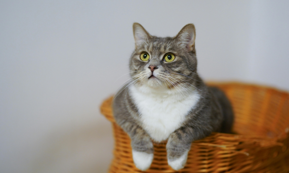 ¿Tienes gato y vives en conjunto? Mucho ojo con estas multas por tener mascotas en espacios comunes