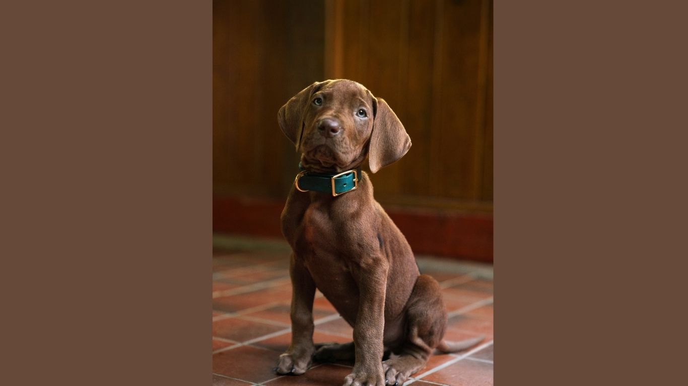 Scooby-Doo con perro real ya tiene fecha en Netflix: así será la nueva serie